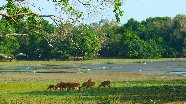 Wilpattu Accommodations