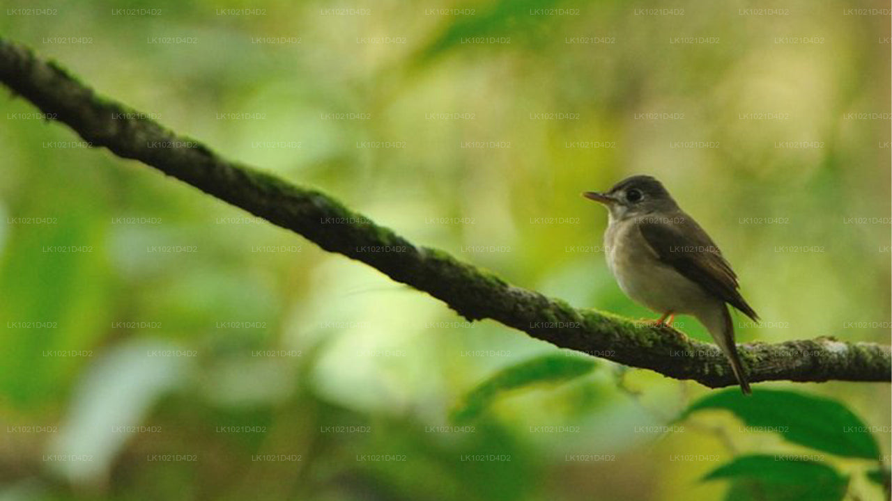 Rainforest Explorer from Bentota (2 Days)