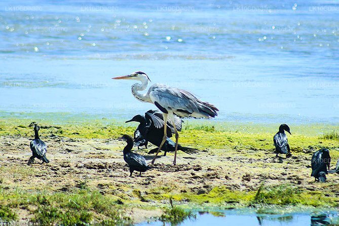 Wildlife Tour Covering Birds, Mammals and Whales (12 Days)