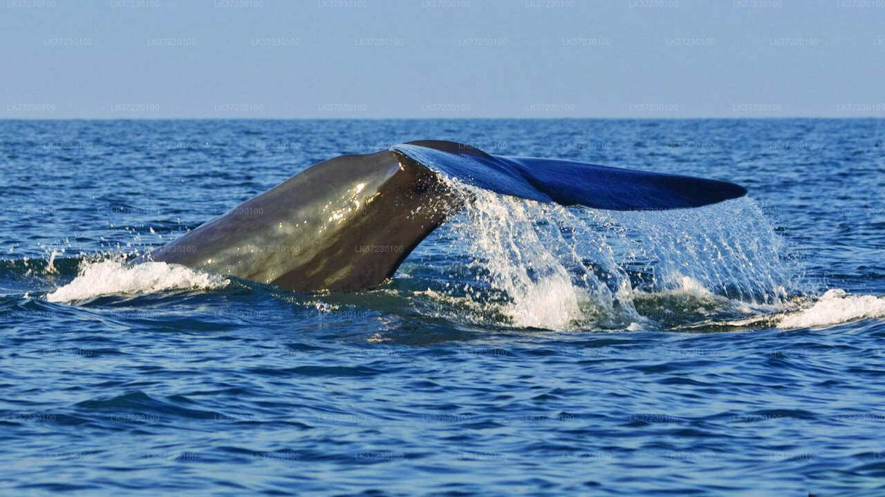 Whale Watching Boat Tour from Trincomalee Seaport