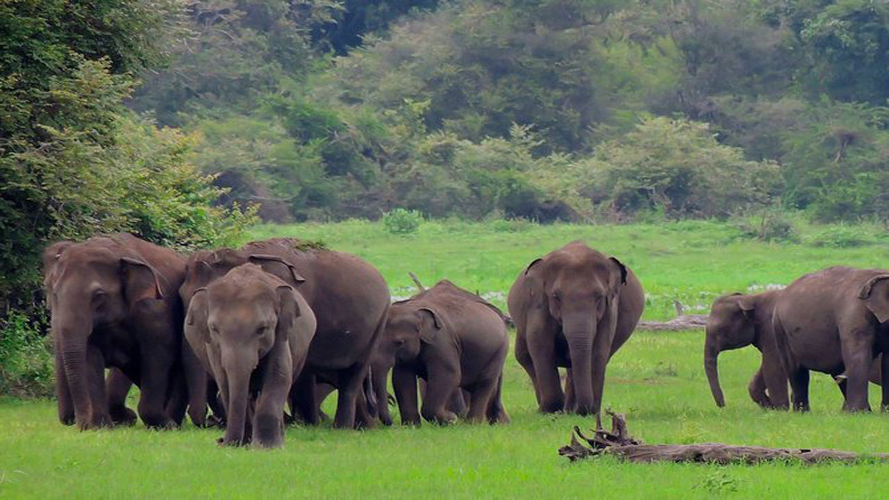 Udawalawe National Park Safari with Elephant Transit Home Visit