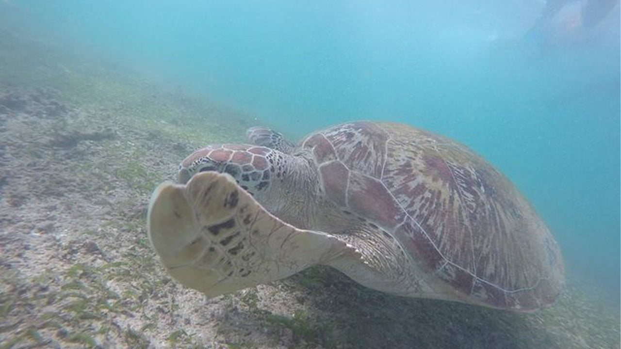 Snorkeling with Turtles From Mirissa