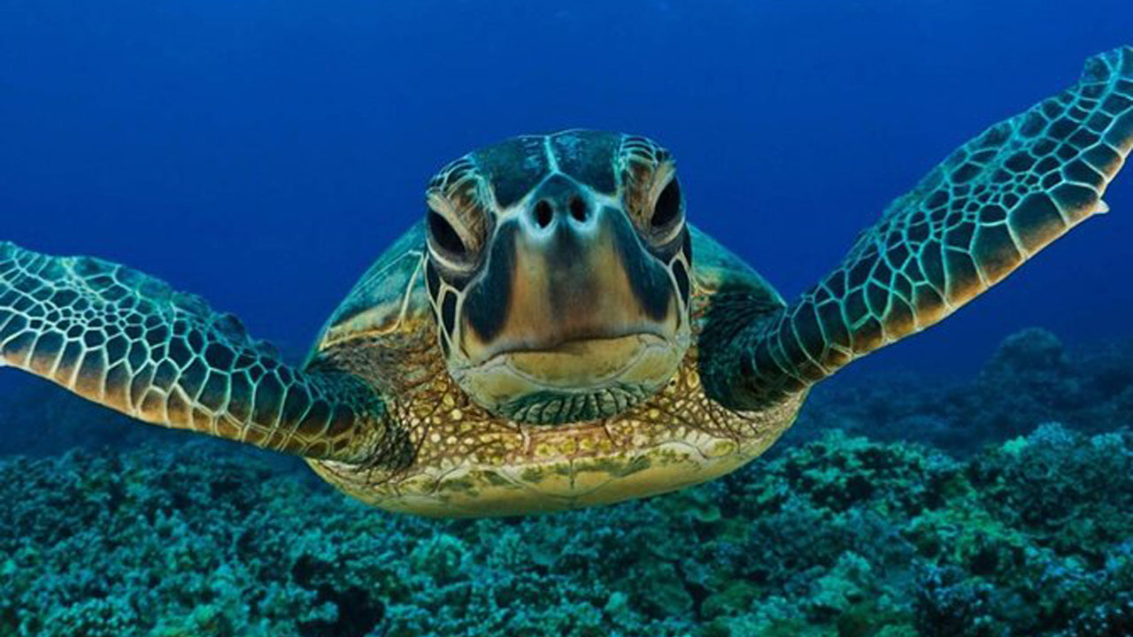 Snorkeling with Turtles From Mirissa