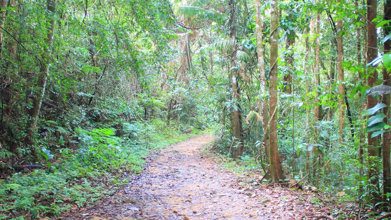 Sinharaja Rainforest from Galle