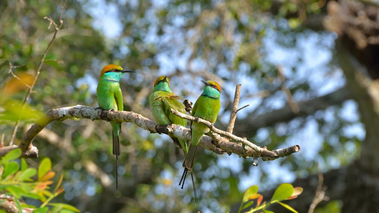 Birdwatching Walk in Thalangama Wetland from Colombo