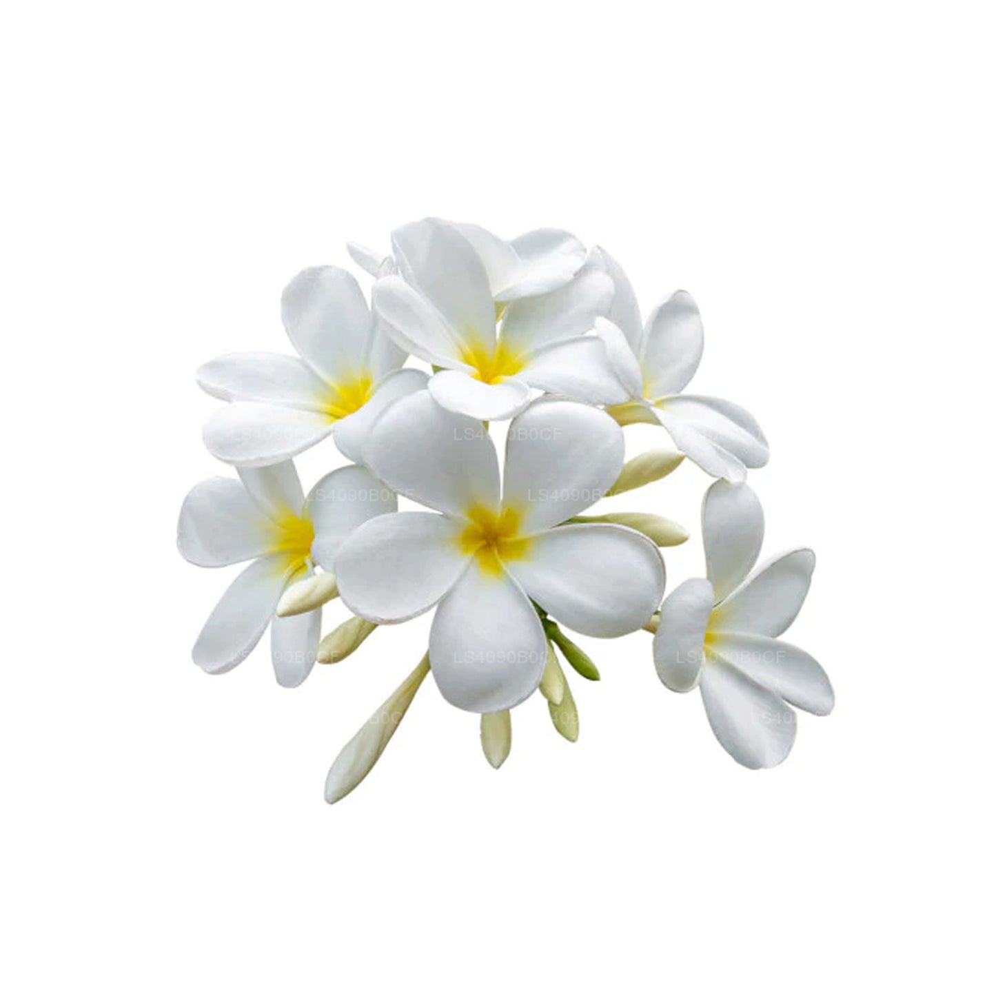 Lakpura Frangipani Essential Oil "Absolute" (15ml)