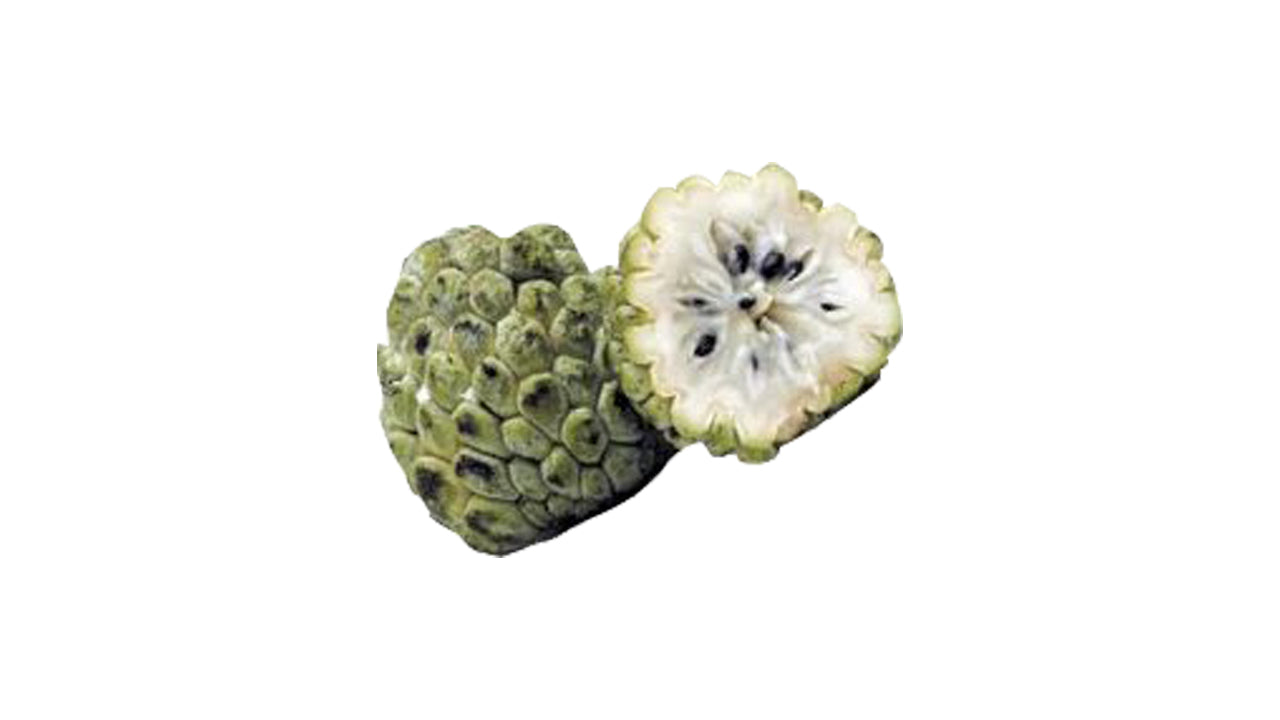 Custard Apple (සීනි අනෝදා (බද්ධ) Fruit Plant