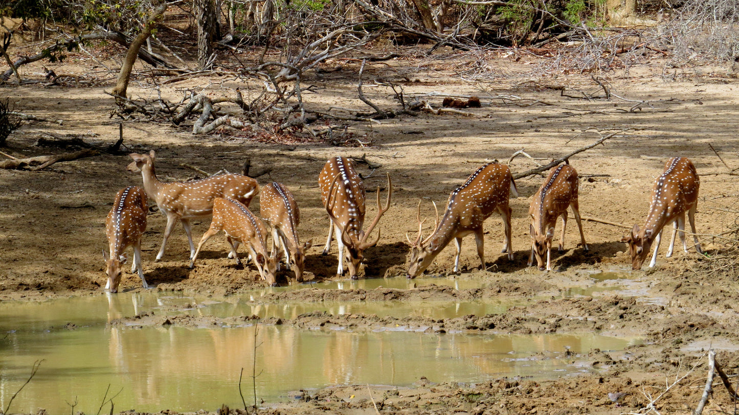 Wild Wonders and Hidden Temples from Hikkaduwa (2 Days)