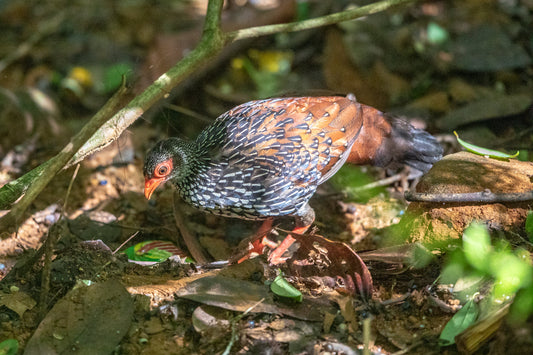 Wildlife Tour Covering Birds and Mammals (6 Days)