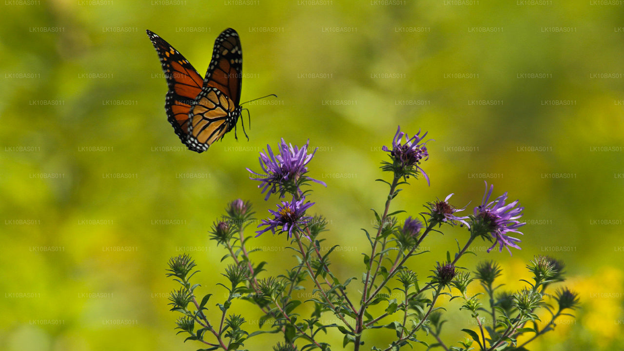 Butterfly Trail (11 Days)