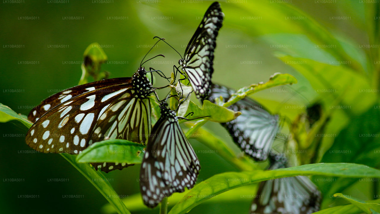 Butterfly Trail (11 Days)