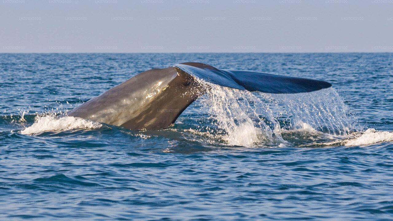 Whale Watching Boat Tour from Hikkaduwa