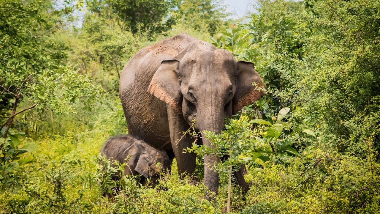 Bundala National Park Private Safari