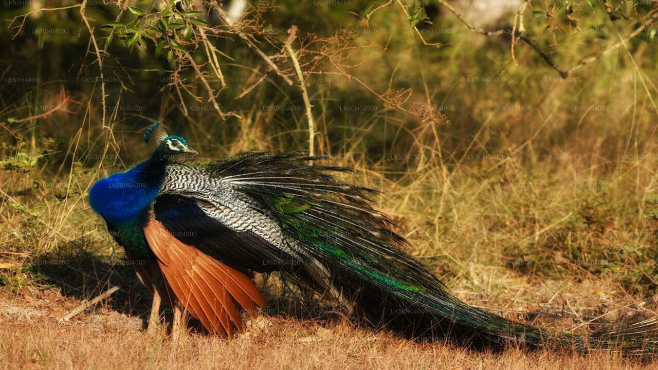 Birdwatching Safari at Bundala National Park from Tissamaharama