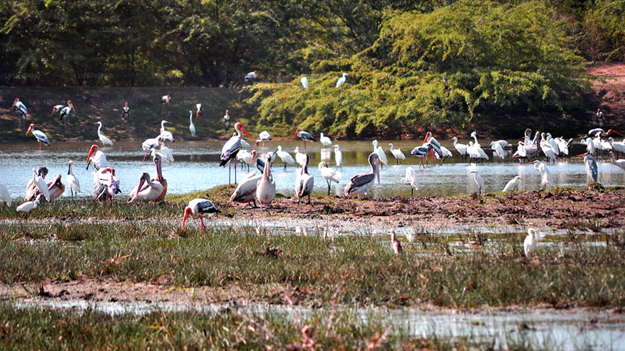 Birdwatching Safari at Bundala National Park from Tissamaharama