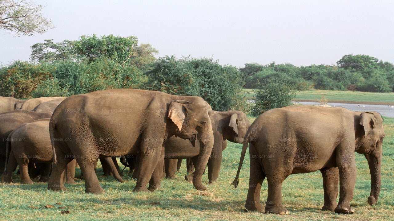 Maduru Oya National Park Private Safari with Naturalist