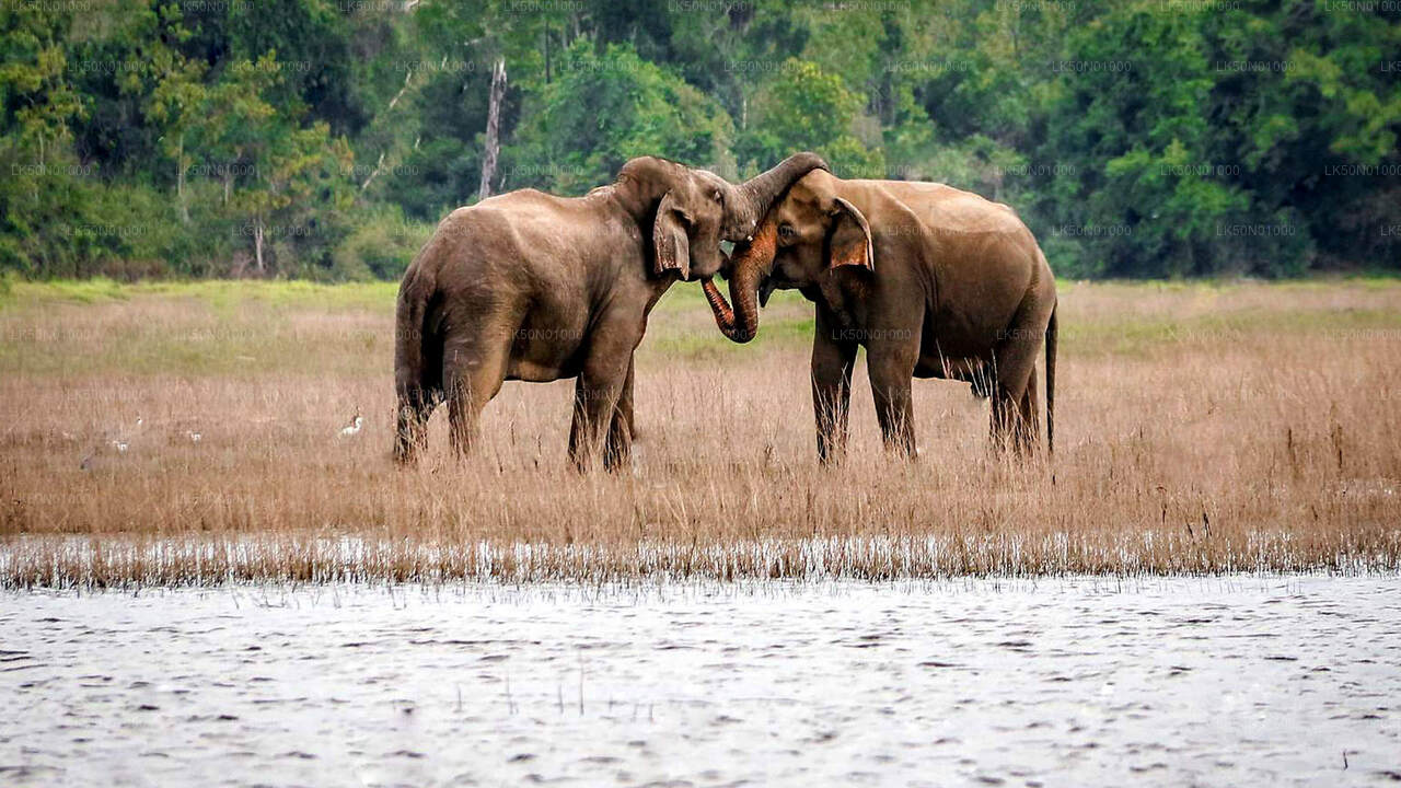 Maduru Oya National Park Private Safari with Naturalist