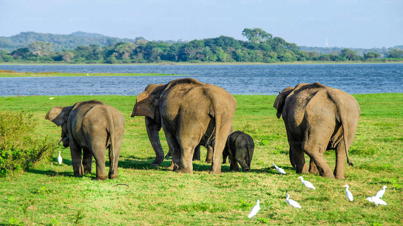 Maduru Oya National Park Private Safari with Naturalist