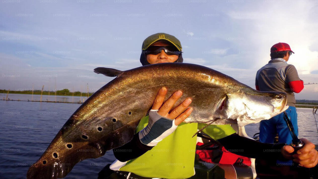 Freshwater Fishing from Bolgoda Lake