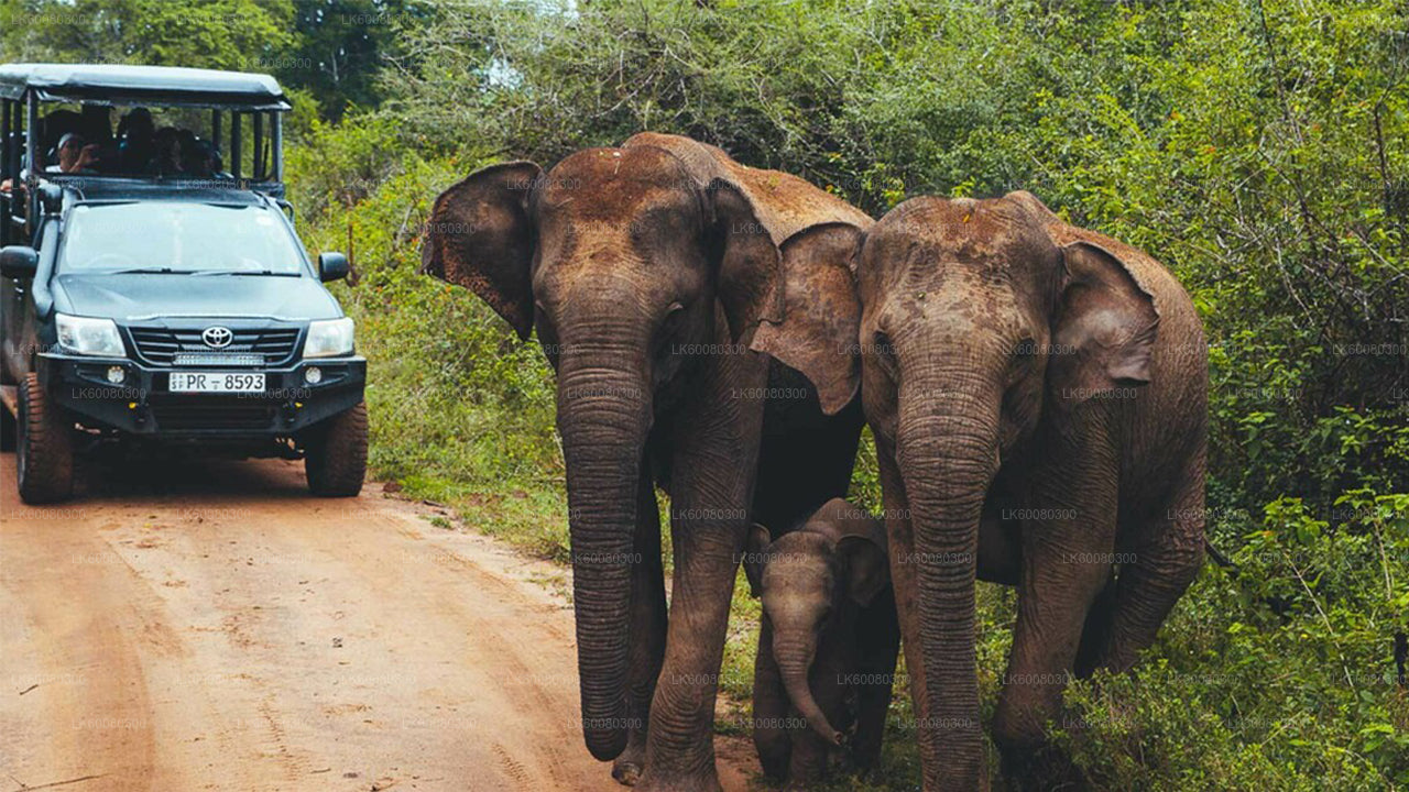 Udawalawe National Park Safari from Mirissa