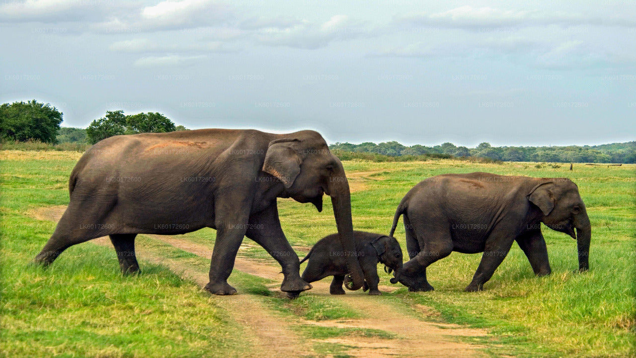 Polonnaruwa Ancient Kingdom and Wild Elephant Safari from Kandy