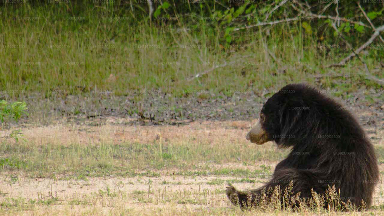 Yala National Park Safari from Weligama