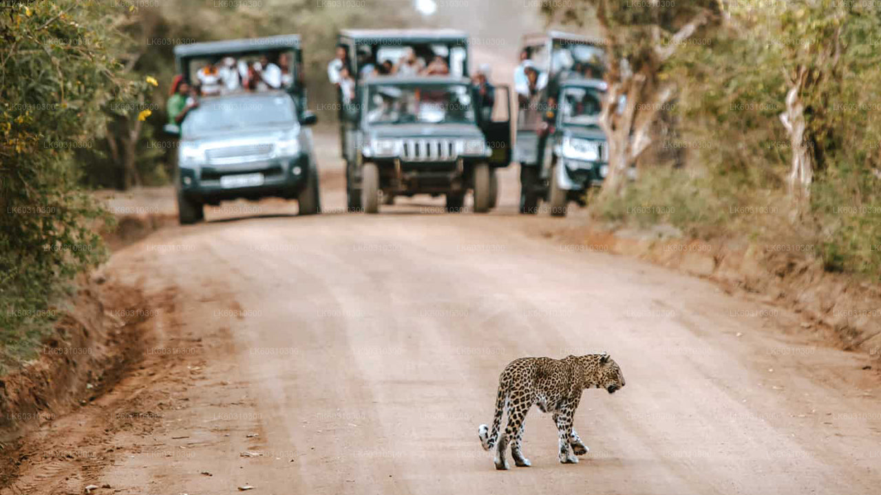 Yala National Park Safari from Ahangama