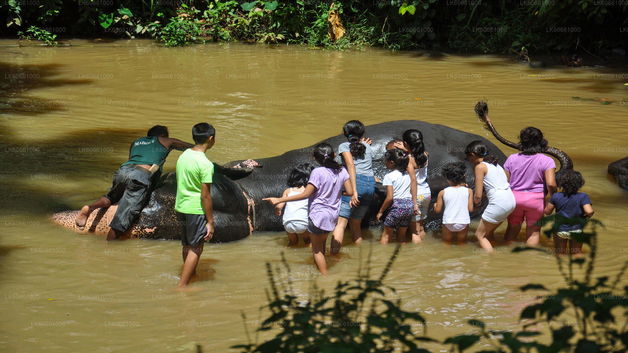 Millennium Elephant Foundation Visit from Mount Lavinia