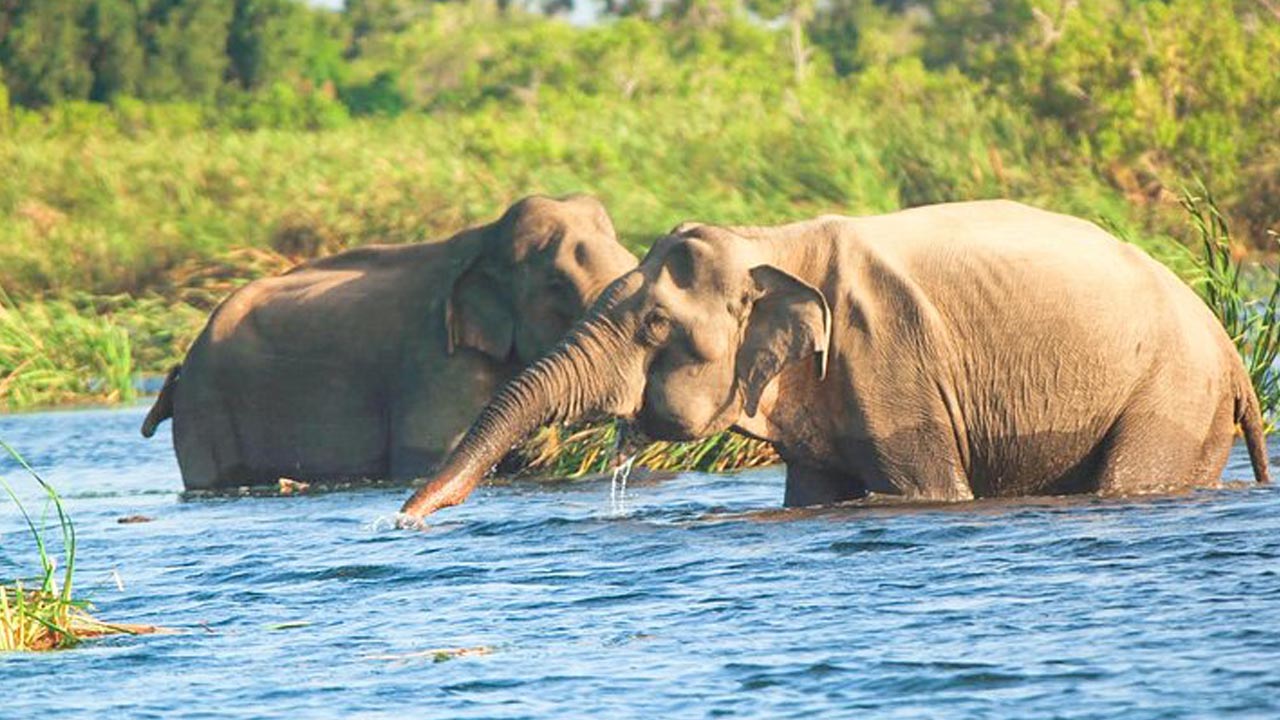 Gal Oya National Park Entrance Tickets