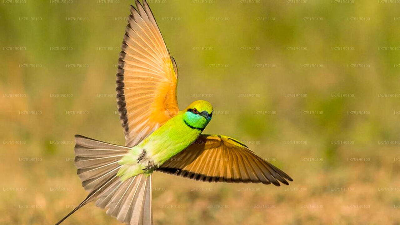 Birdwatching Trek in Horton Plains National Park