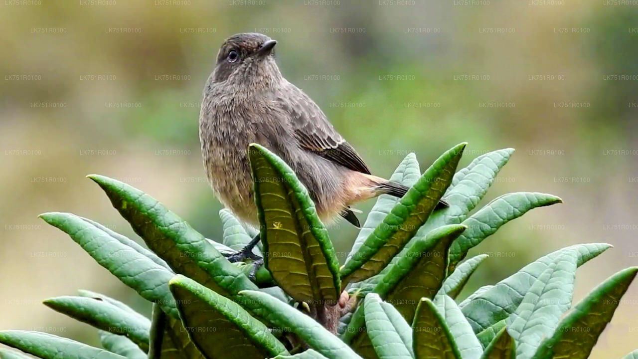 Birdwatching Trek in Horton Plains National Park