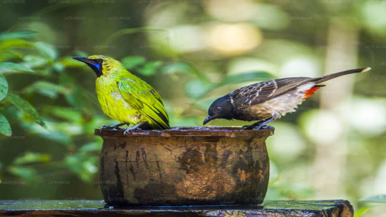 Birdwatching Trek in Horton Plains National Park