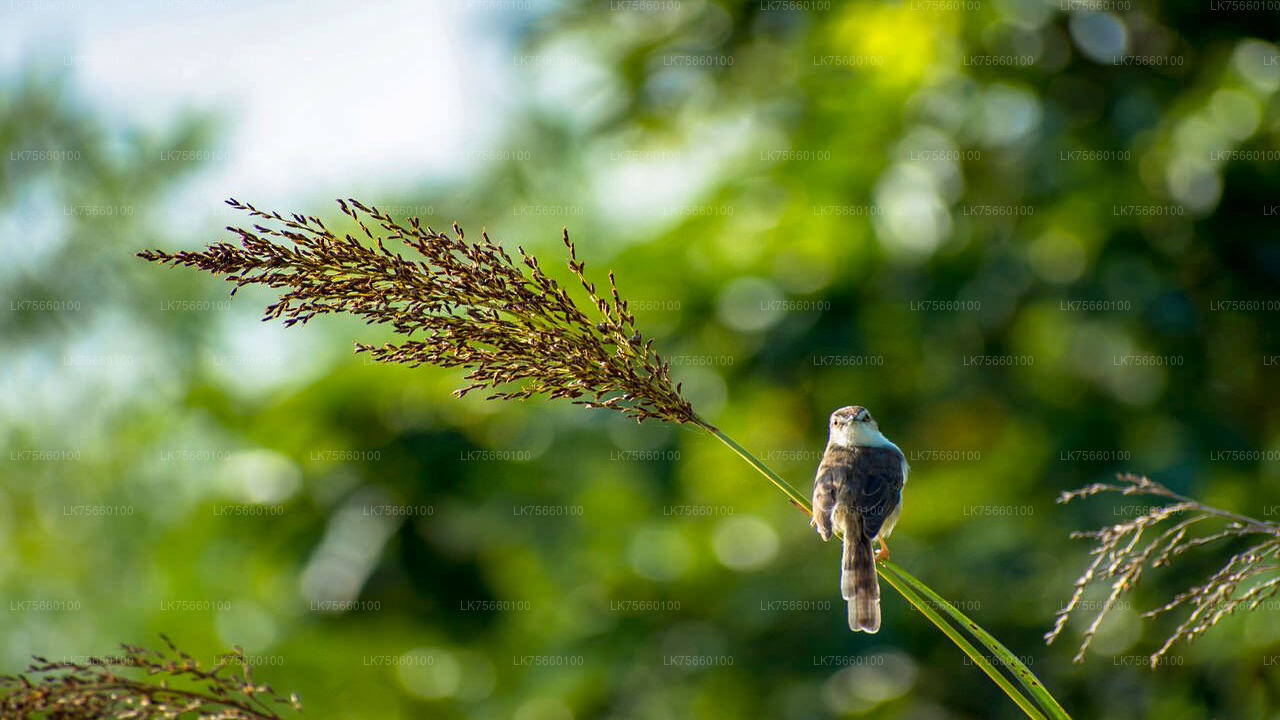 Birdwatching Walk in Thalangama Wetland from Colombo