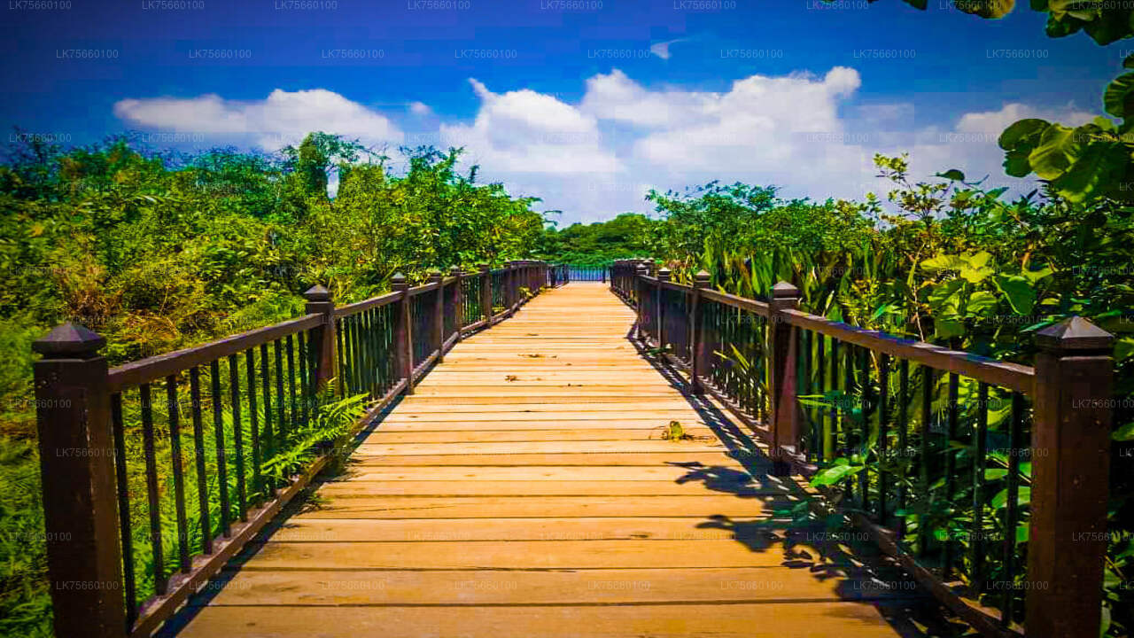 Birdwatching Walk in Thalangama Wetland from Colombo