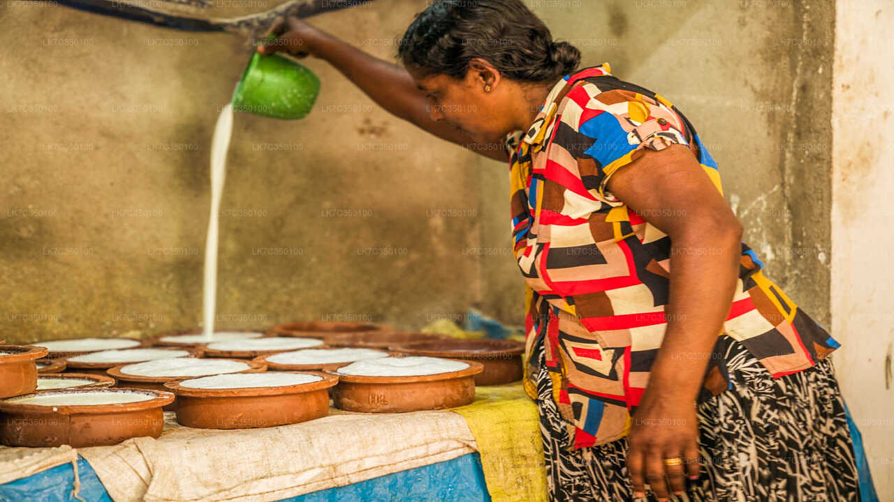 Curd Processing Experience from Tissamaharama