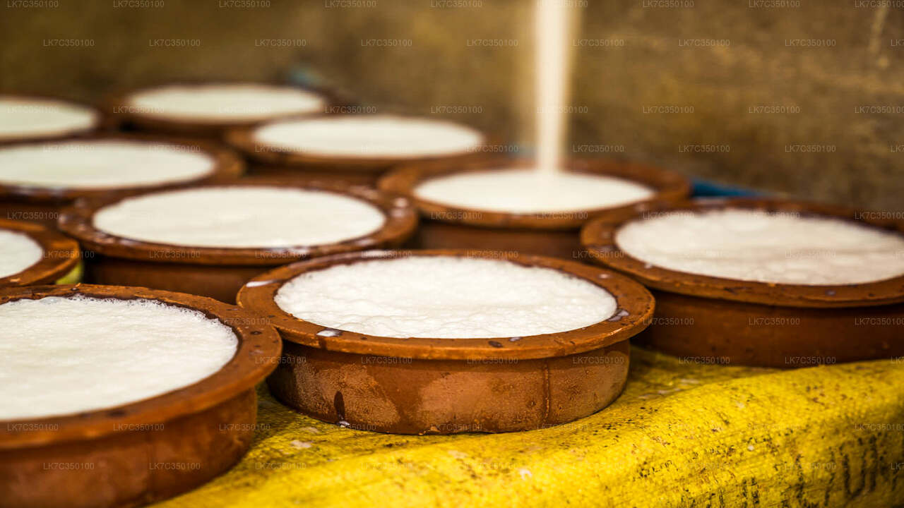 Curd Processing Experience from Tissamaharama