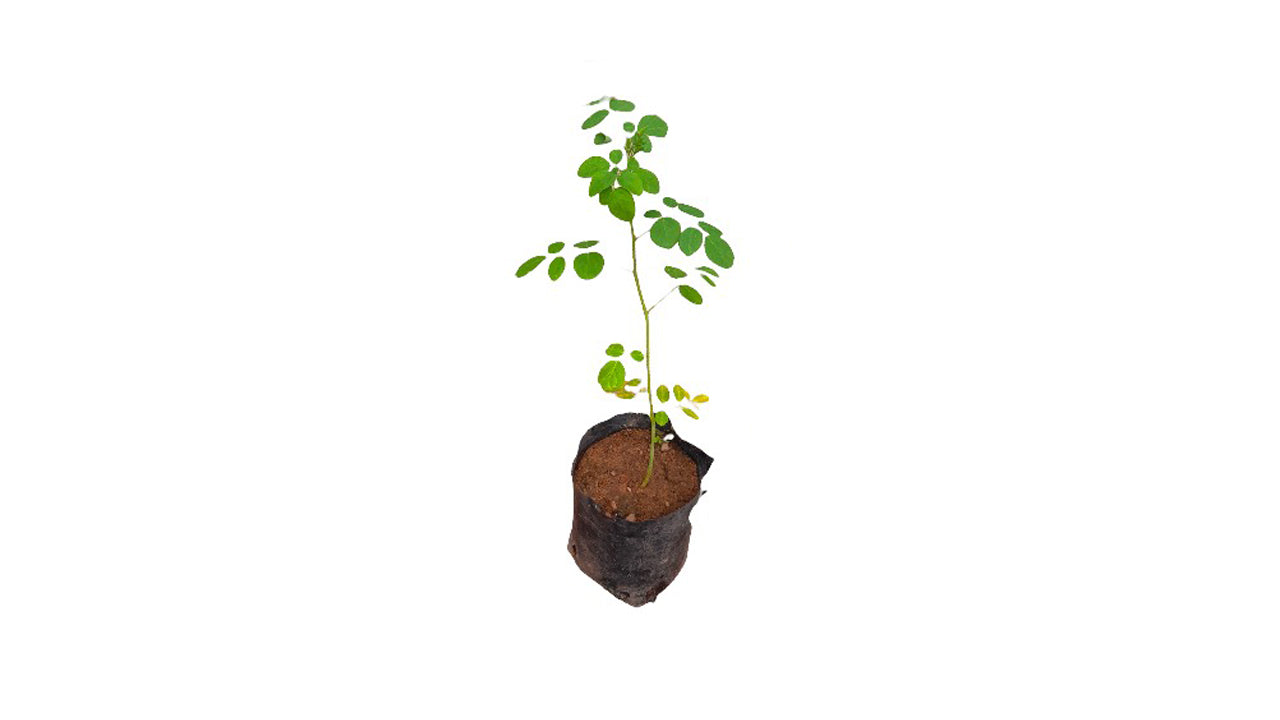 Moringa (මුරුංගා) Medicinal Plants